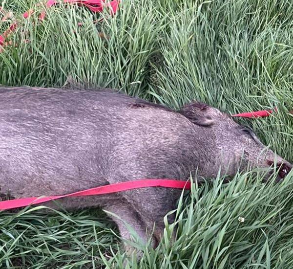 erlegtes schwein foto Kreisjaegermeister