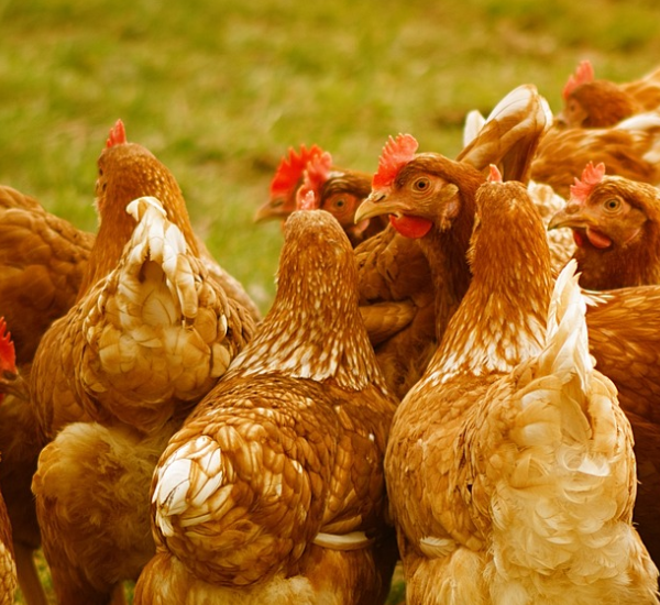 Mehrere Hühner im grünen Gras